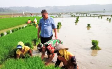 Dukung Program Ketahanan Pangan, Babinsa Trucuk Bojonegoro bantu Petani Desa Padang Percepat Tanam Padi