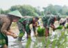 Bantu Petani Tanam Padi, Babinsa Koramil Bubulan Bojonegoro dukung Program Ketahanan Pangan
