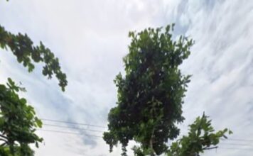 Lelang BPJ Program BKKD di Desa Dengok Bojonegoro Diduga Tak Transparan