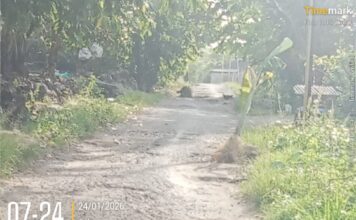 Jalan Rusak Bertahun-tahun Dibiarkan, Warga Gununganyar Tanam Pohon Pisang sebagai Alarm Pemerintah