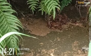 Dugaan Limbah Dapur MBG Dibuang ke Drainase, Warga Sokosari Desak Pemda Bertanggung Jawab