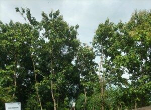 Dugaan Tower Seluler Tanpa Izin di Lamongan Disorot, Pemkab Dinilai Lamban Bertindak