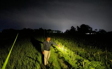 Aksi Pencurian Cabai di Desa Geneng Digagalkan Warga, Pelaku Diringkus Polsek Jepon