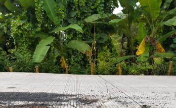 Jalan Rigid Desa Donan Rusak Parah, Pengamat Soroti Kualitas Lapisan Dasar dan Pengawasan