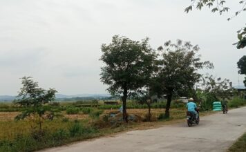 Panen Raya Padi di Jalan Raya Pandanagung–Prambontergayang, Petani Soko Optimistis Hasil Meningkat