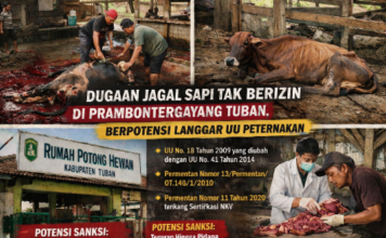 Dugaan Jagal Sapi Tak Berizin di Desa Prambontergayang Tuban, Berpotensi Langgar UU Peternakan