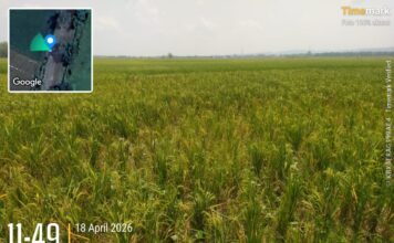 Diserang Wereng, Puluhan Hektare Padi di Soko Tuban Terancam Gagal Panen
