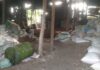 Asap Bulu Ayam Selimuti Permukiman, Warga Dusun Gowah Tuban Mengeluh Sesak dan Bau Menyengat
