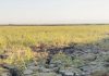 Ratusan Hektare Sawah Mulyorejo Kekeringan, Petani Minta Bupati Bojonegoro Turun Tangan