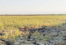 Ratusan Hektare Sawah Mulyorejo Kekeringan, Petani Minta Bupati Bojonegoro Turun Tangan