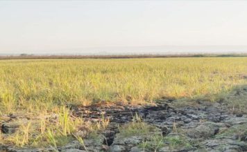 Ratusan Hektare Sawah Mulyorejo Kekeringan, Petani Minta Bupati Bojonegoro Turun Tangan